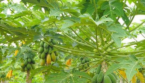 木爪树几年结果实？如何正确种植和养护以促进早期结果？