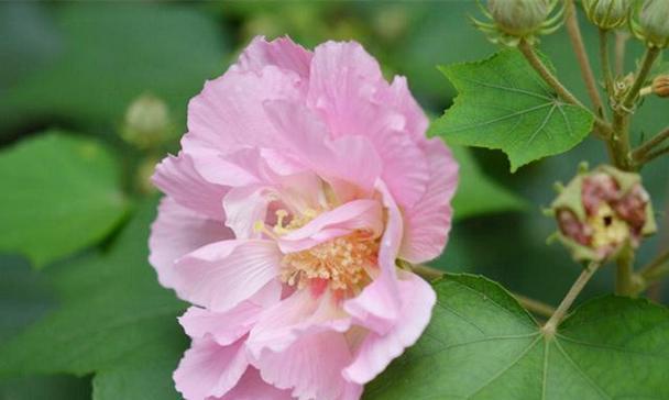 木芙蓉和木槿花是同一种花吗？它们的区别是什么？