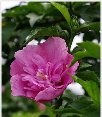 木芙蓉和木槿花是同一种花吗？它们的区别是什么？