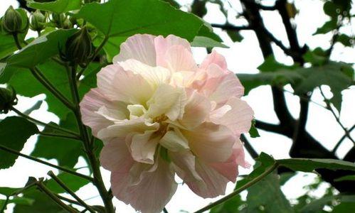 木芙蓉花可以吃吗？食用木芙蓉花的安全性和方法是什么？
