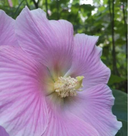 木芙蓉花可以吃吗？食用木芙蓉花的安全性和方法是什么？