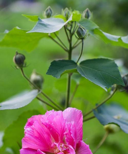 木芙蓉花可以吃吗？食用木芙蓉花的安全性和方法是什么？