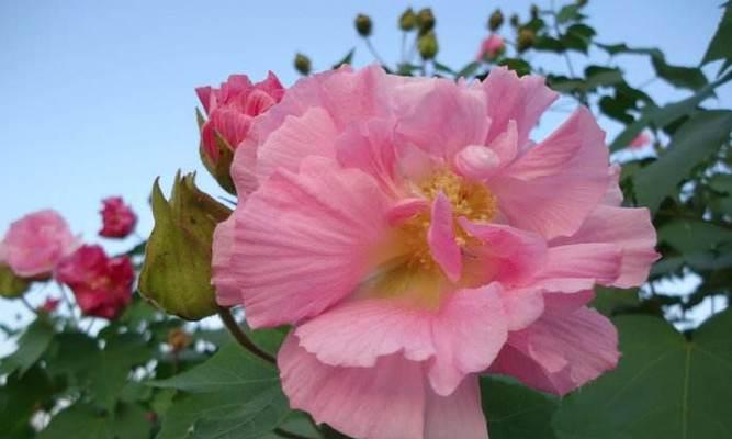 木芙蓉的开花时间是什么时候？一年能开几次花？