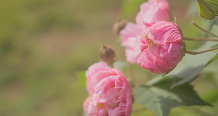 木芙蓉的开花时间是什么时候？一年能开几次花？