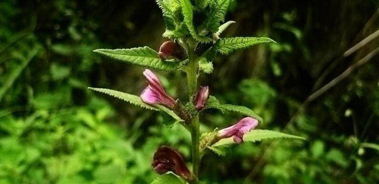 木茼蒿怎么养长的好？掌握这些技巧轻松养出健康植株！