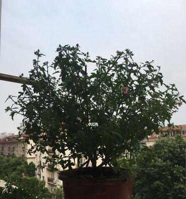 木槿插枝能活吗？如何正确进行木槿插枝操作？