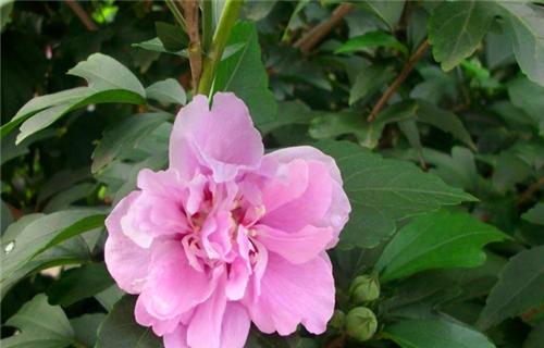 木槿花不开花是什么原因？如何解决？