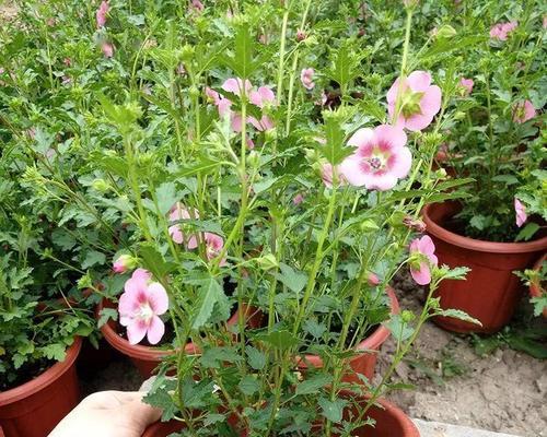 木槿花不开花是什么原因？如何解决？