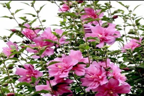 木槿花不开花是什么原因？如何解决？