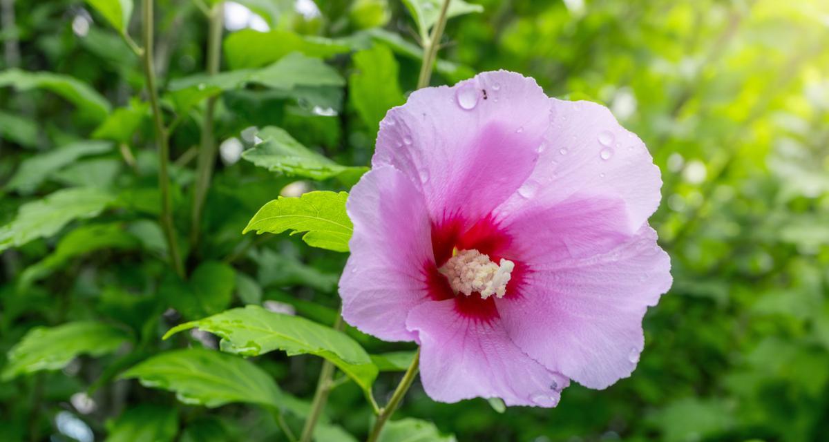 木槿花冬天落叶吗？如何判断木槿花的季节性变化？