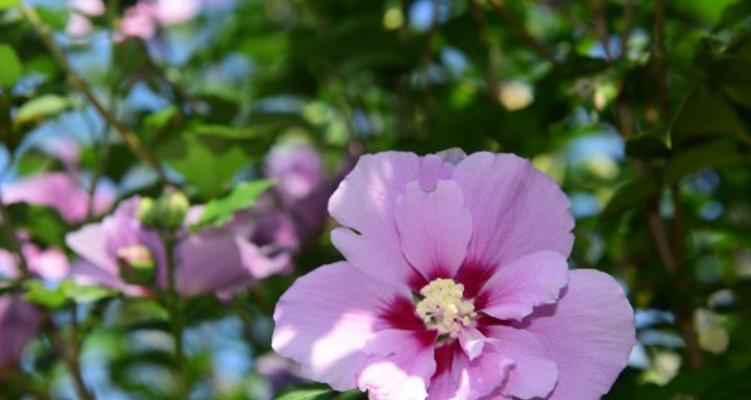 木槿花冬天落叶吗？如何判断木槿花的季节性变化？
