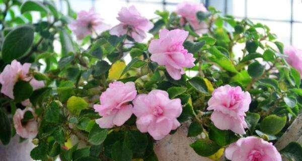木槿花多久浇一次水？如何正确浇水保持花期？