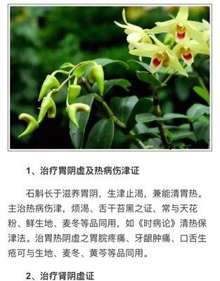 木槿花多久浇一次水？如何正确浇水保持花期？