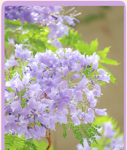 蓝木楹的花语是什么意思？