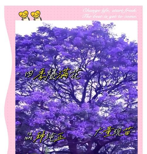 蓝木楹的花语是什么意思？