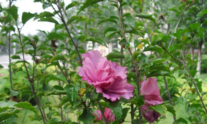 木槿花什么时候开花？如何延长花期？