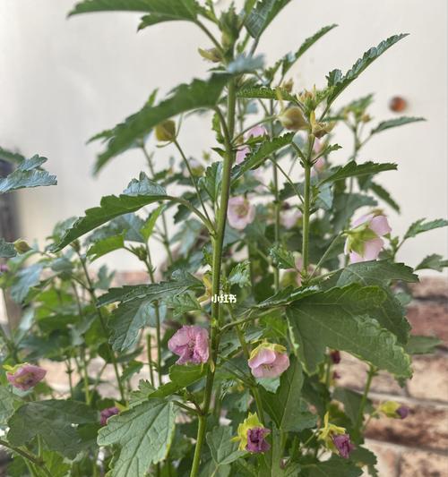 木槿花换盆后多久浇水一次？换盆后浇水的正确时机是什么？