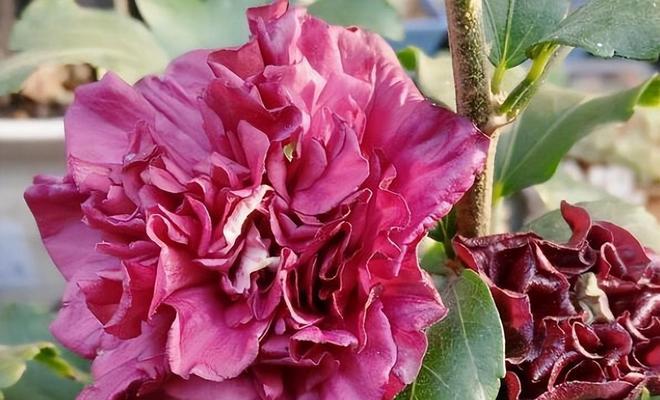 木槿花换盆后多久浇水一次？换盆后浇水的正确时机是什么？