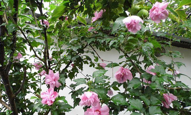 木槿花浇水频率如何根据季节调整？春夏秋冬浇水有何不同？