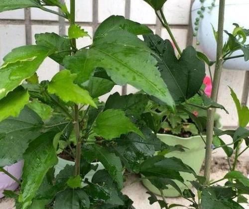 木槿花浇水频率如何根据季节调整？春夏秋冬浇水有何不同？