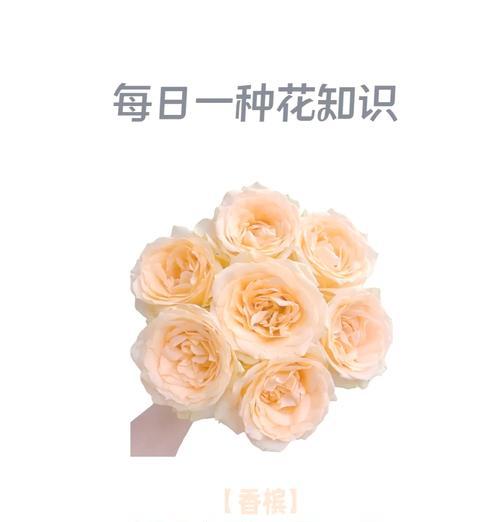 六只香槟花语代表什么？如何正确解读？
