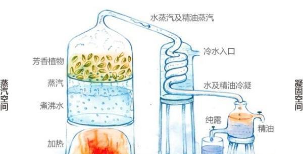 木槿花怎么浇水？最佳浇水时间和方法是什么？
