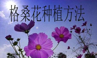 木槿花怎么浇水？最佳浇水时间和方法是什么？