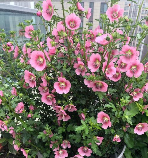 木槿花能在室内养吗？室内养护木槿花的正确方法是什么？