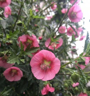 木槿花期持续多久？从开花到凋谢需要多长时间？