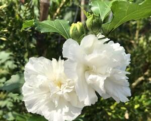 木槿花期持续多久？从开花到凋谢需要多长时间？