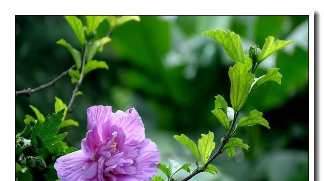 木槿花期持续多久？从开花到凋谢需要多长时间？