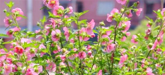 木槿花期如何养护？木槿花期养护常见问题解答？