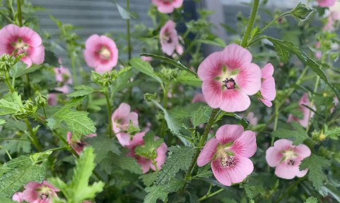 木槿花期如何养护？木槿花期养护常见问题解答？