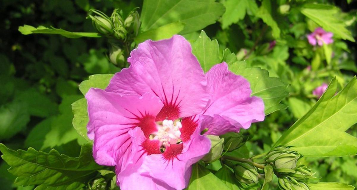 木槿花期如何养护？木槿花期养护常见问题解答？