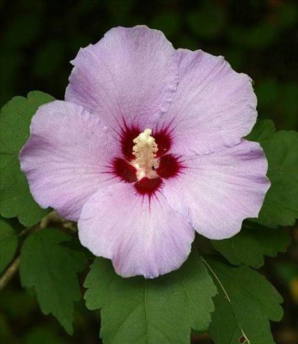 木槿花的香味有何特点？闻起来像什么？