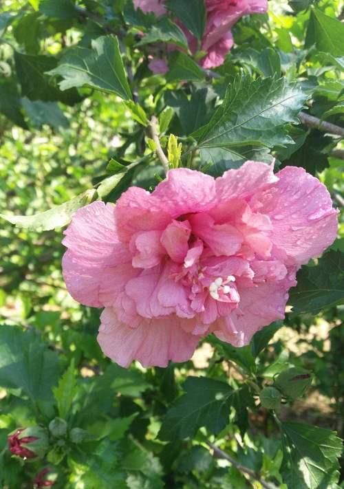 木槿花秋天会开花吗？如何照料以确保秋季开花？