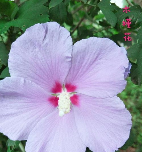 木槿花施什么肥最好？如何根据季节调整施肥方法？