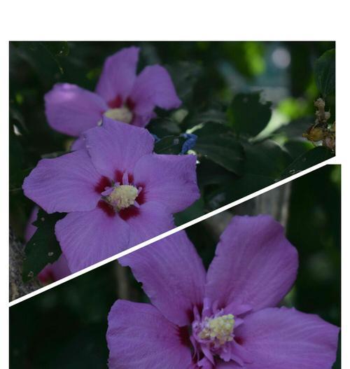 木槿花是草本还是木本植物？如何区分木槿花的类别？