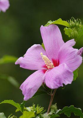 木槿花通常是什么颜色的？不同品种颜色有差异吗？