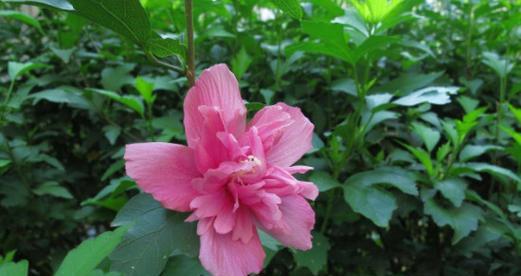 木槿花四季开花是真的吗？木槿花的开花季节是什么时候？