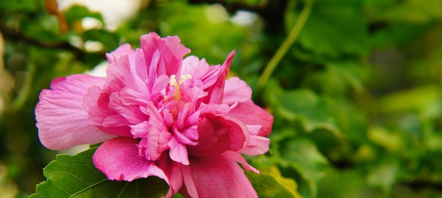 木槿花四季开花是真的吗？木槿花的开花季节是什么时候？