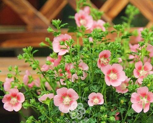 木槿花是否喜水？了解木槿花的水分需求及其特性？