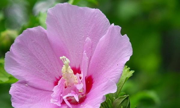 木槿花是否喜水？了解木槿花的水分需求及其特性？