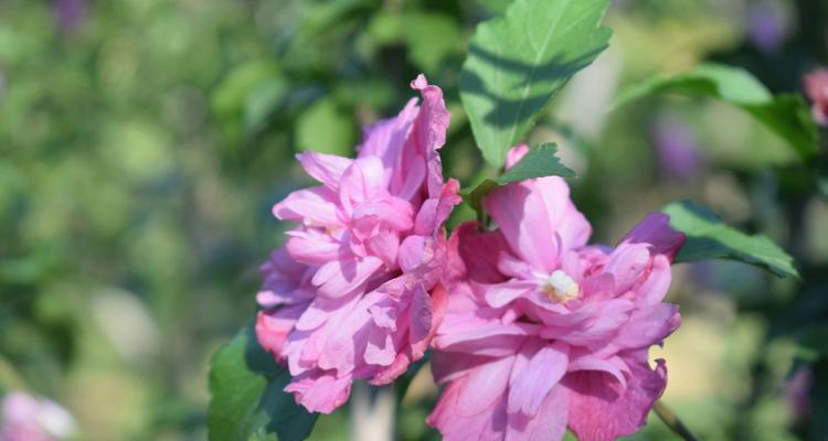 木槿花喜阴还是喜阳？如何正确养护木槿花？