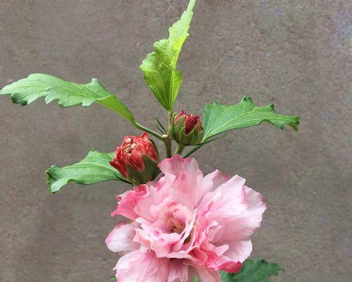 木槿花喜阴还是喜阳？如何正确养护木槿花？