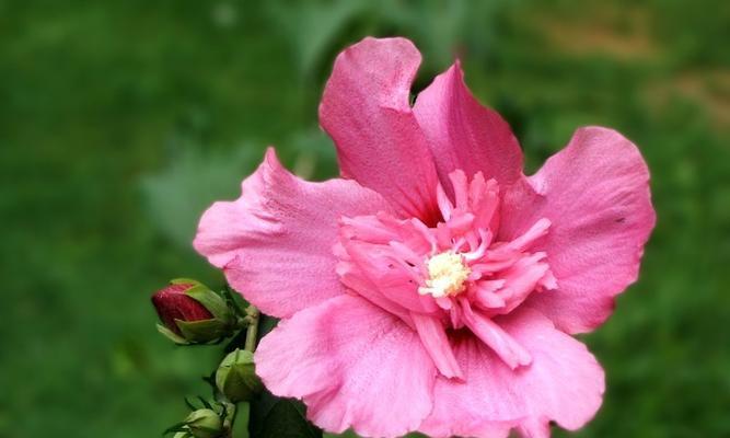 木槿花的象征意义是什么？木槿花代表了哪些文化含义？