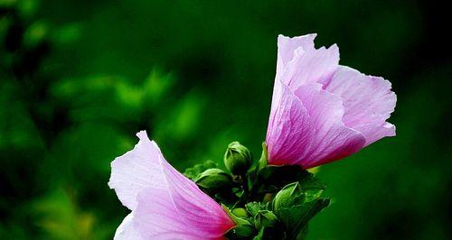 木槿花的象征意义是什么？木槿花代表了哪些文化含义？
