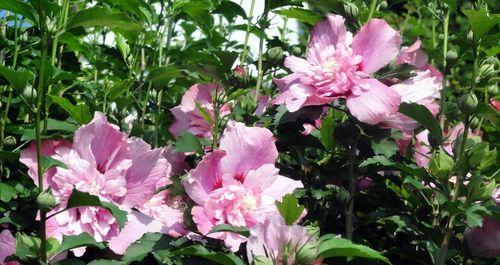 木槿花的象征意义是什么？木槿花代表了哪些文化含义？