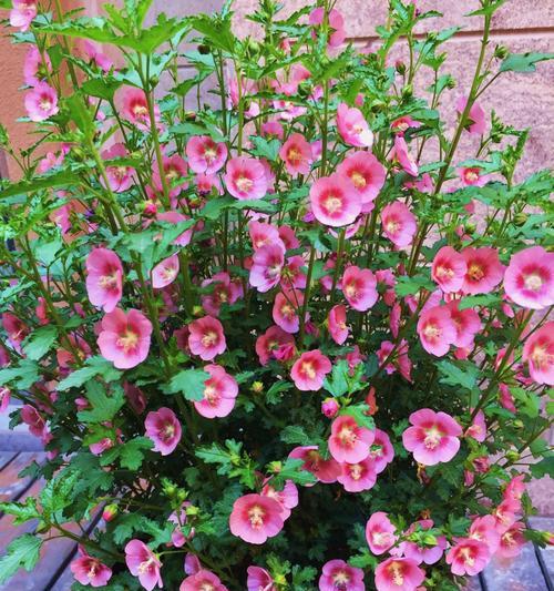 木槿花叶子蔫了怎么办？如何快速恢复植物活力？