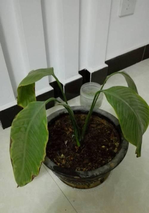 木槿花叶子蔫了怎么办？如何快速恢复植物活力？